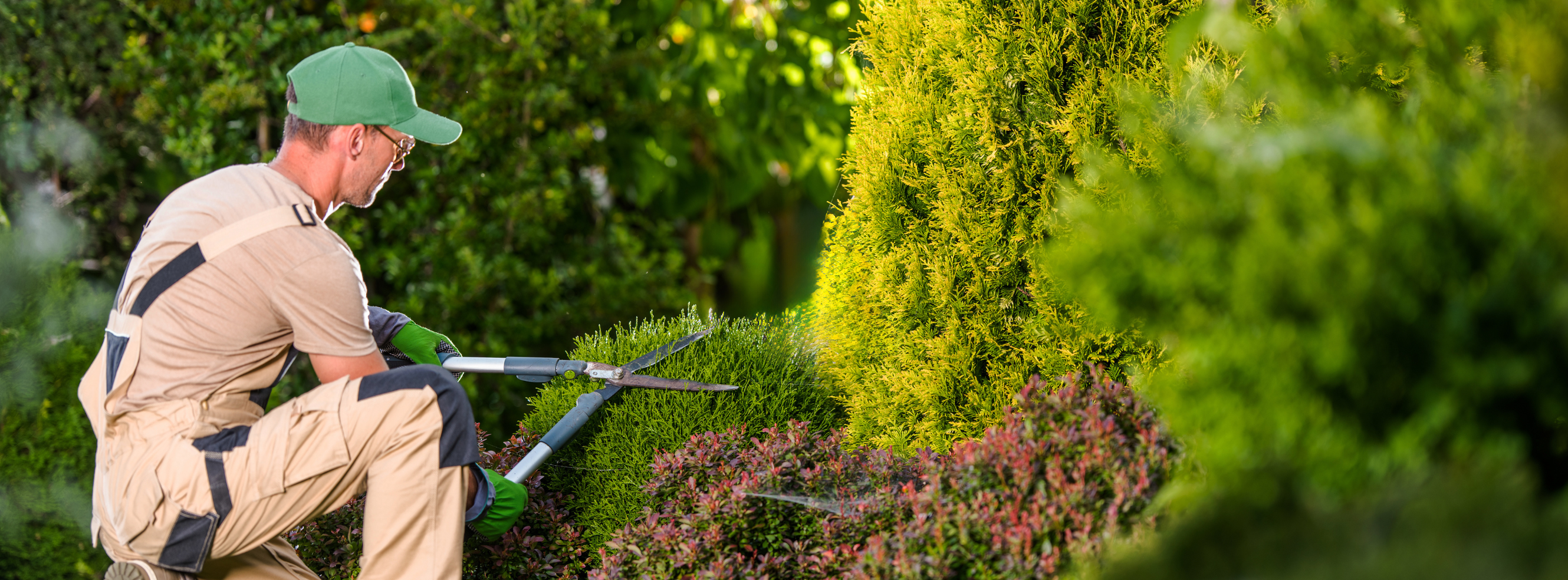 Jardinier taillant une haie
